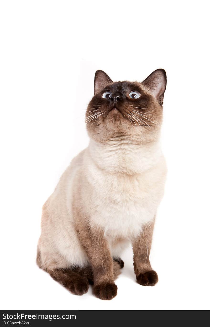 Cat sitting on white background