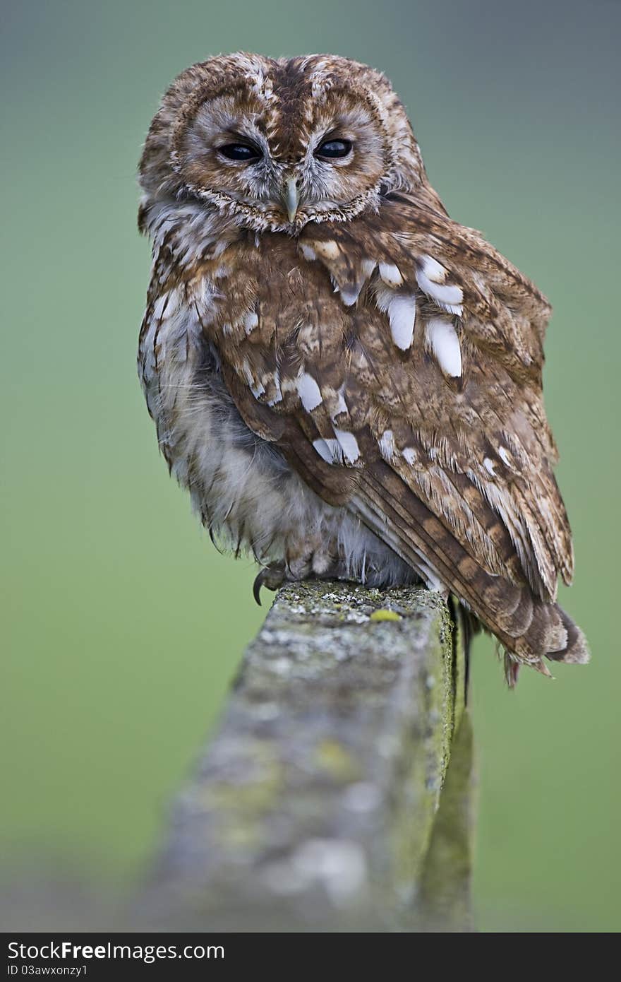 A captive Tawny Owl sitting on a gate on a Mid Wales farm