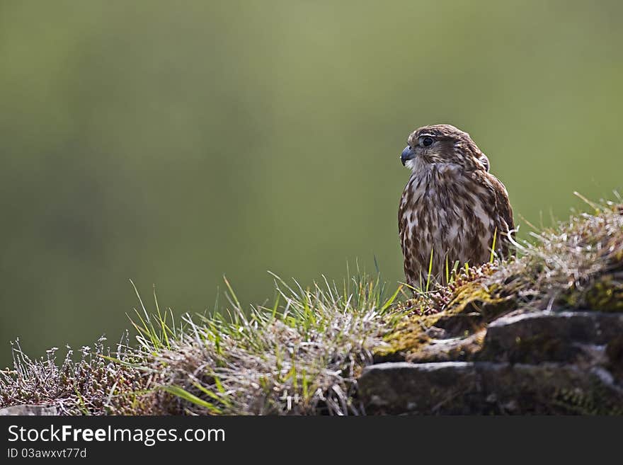 A captive Merlin on a turf topped wall on a farm in Mid Wales