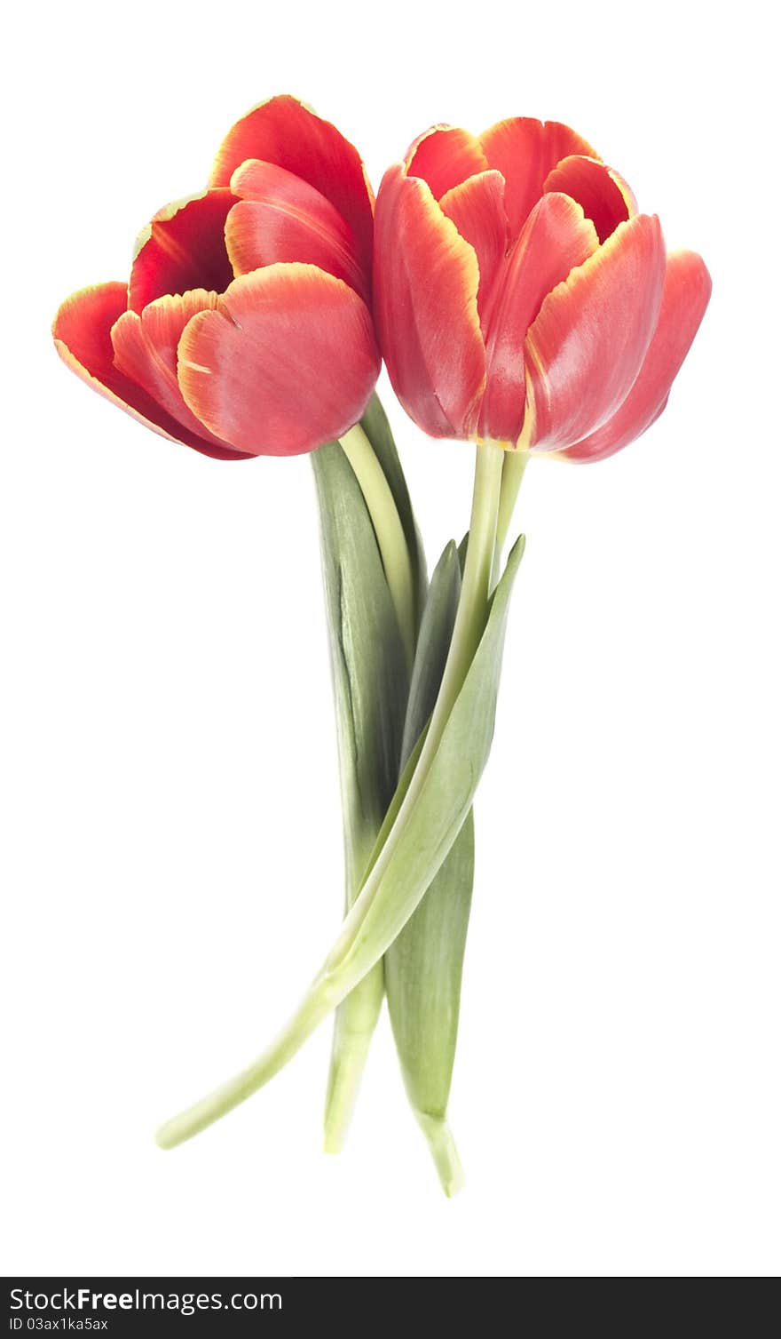 Beautiful fresh red tulip for your design