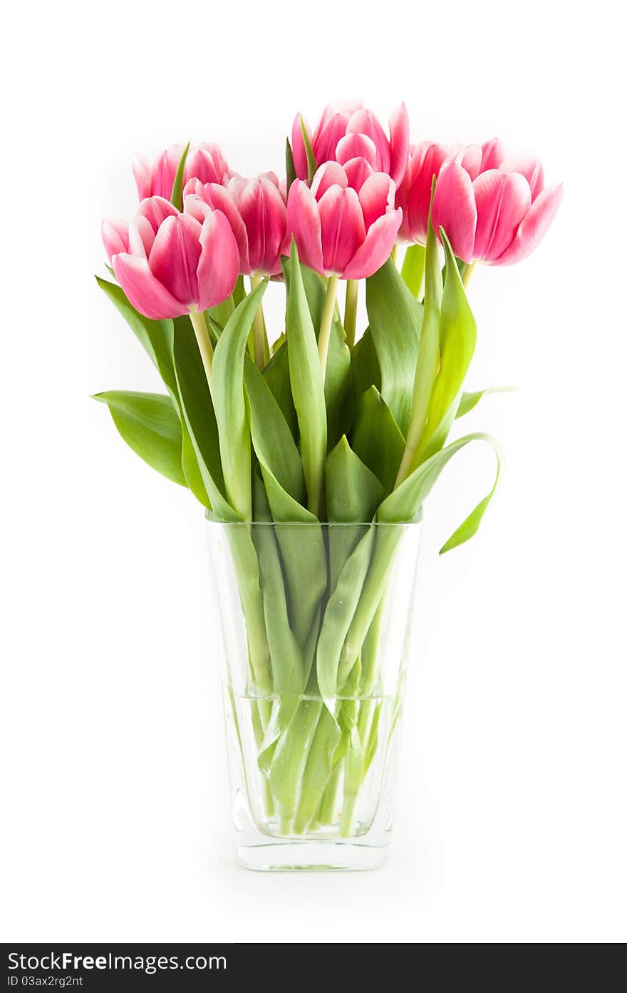 Tulips in a vase of glass on white background