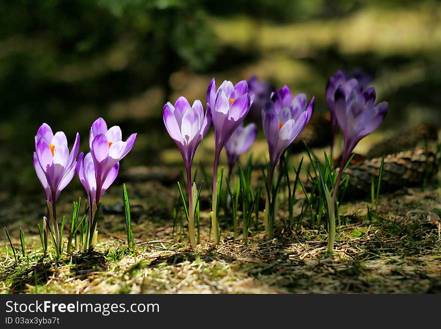 Crocus family lit by the sun in the forest