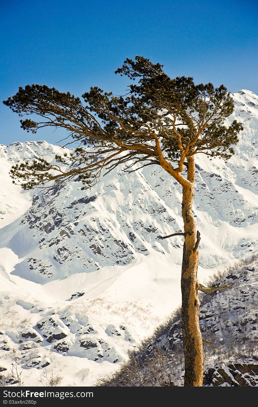 Lonely tree in the mountains. Coldly. Winter