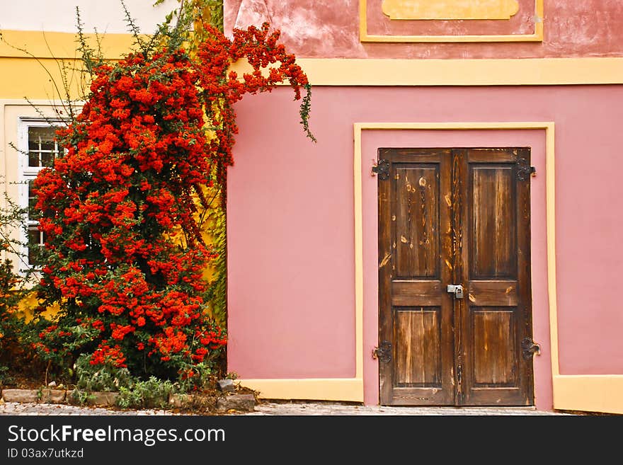 Bright bush on the wall. Old wooden door. autumn