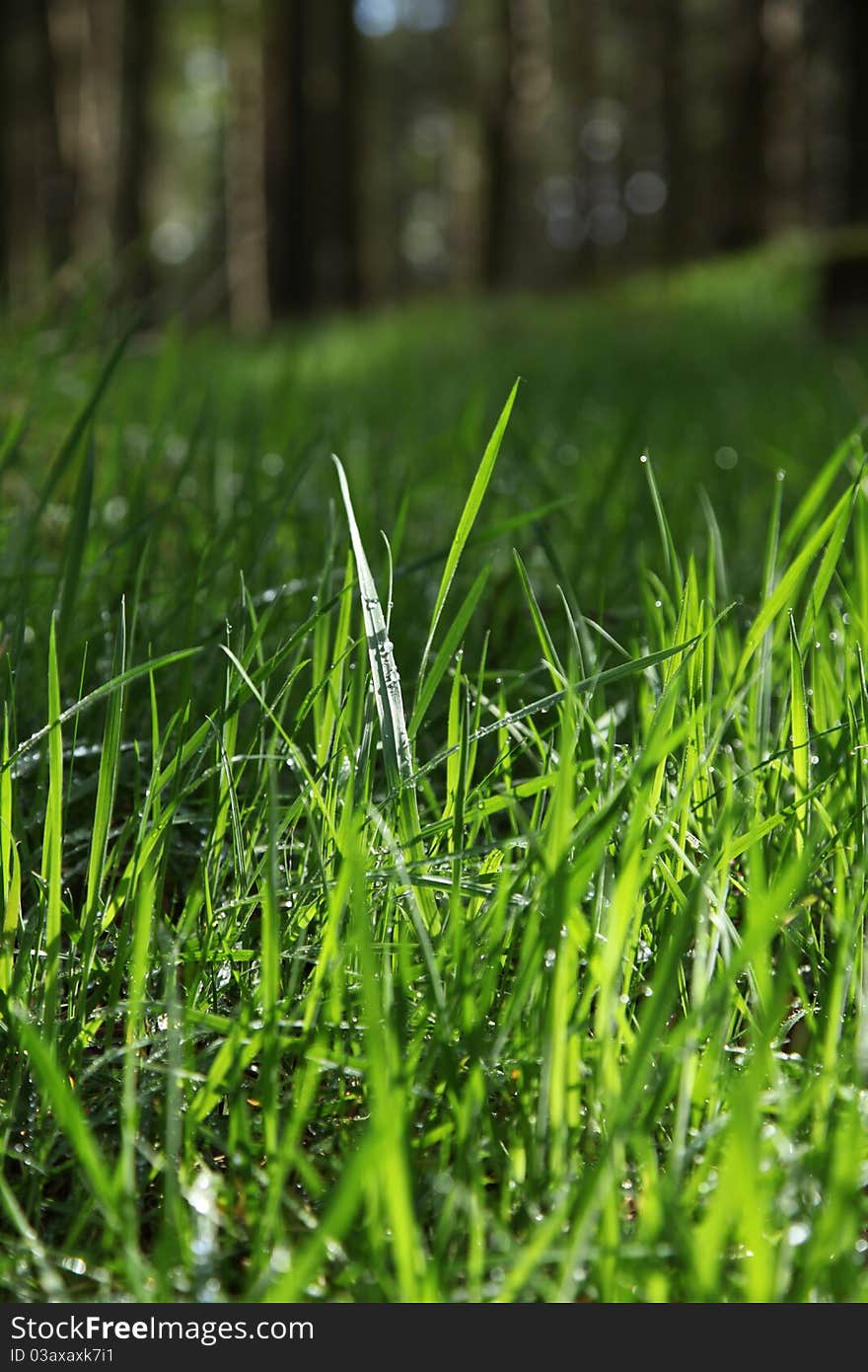 Blades of grass