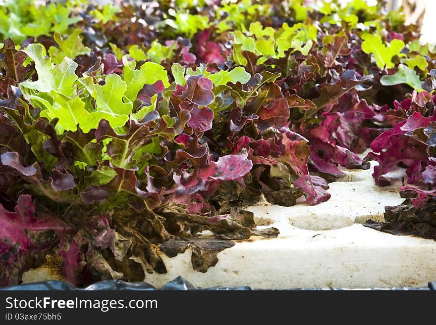 Hydroponic vegetable