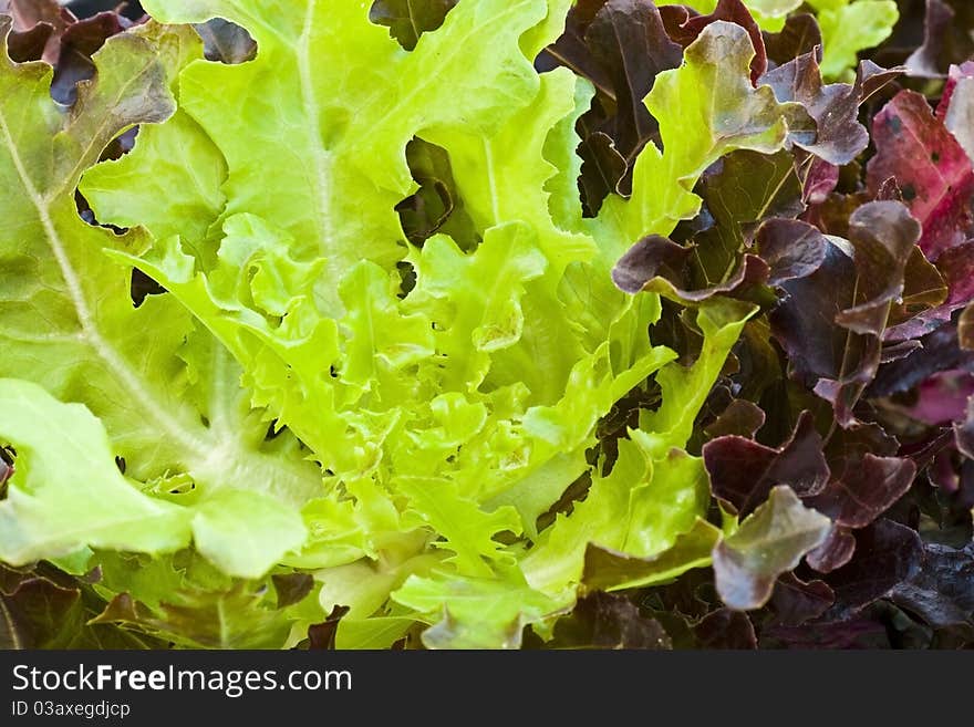 Hydroponic Vegetable