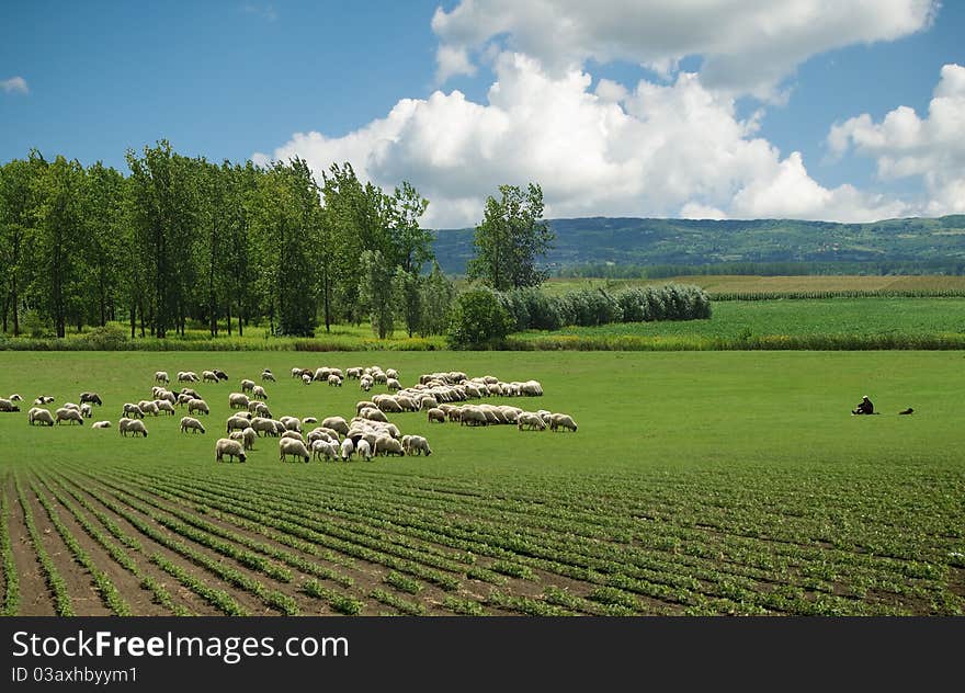 Sheep on pasture