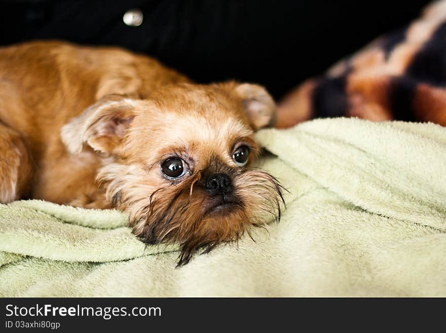 Smooth haired Brussels Griffon puppy. Smooth haired Brussels Griffon puppy