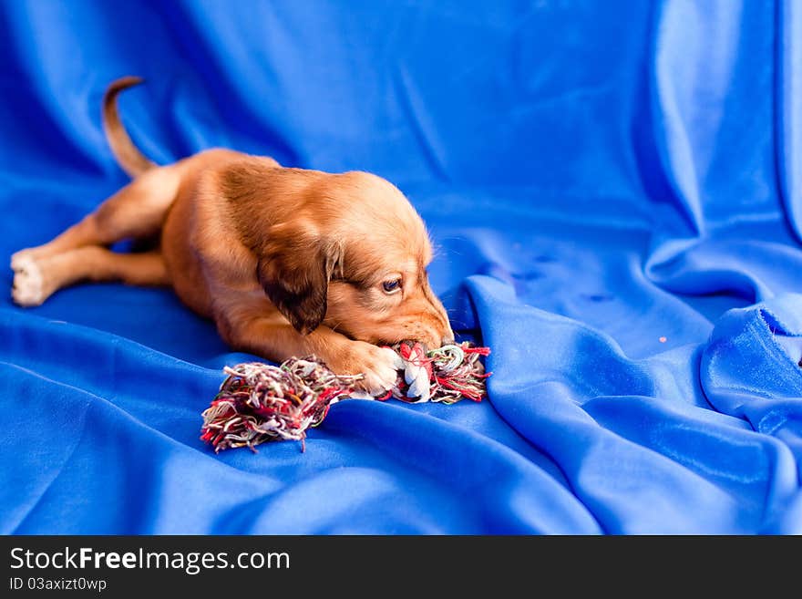 A brown saluki pup lying on blue background. A brown saluki pup lying on blue background