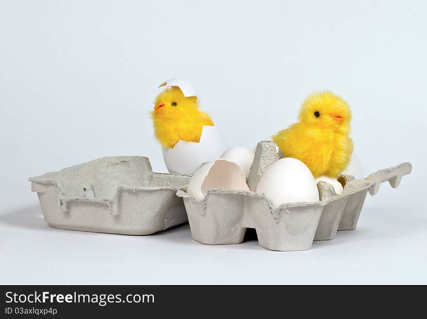 Chicks in eggbox