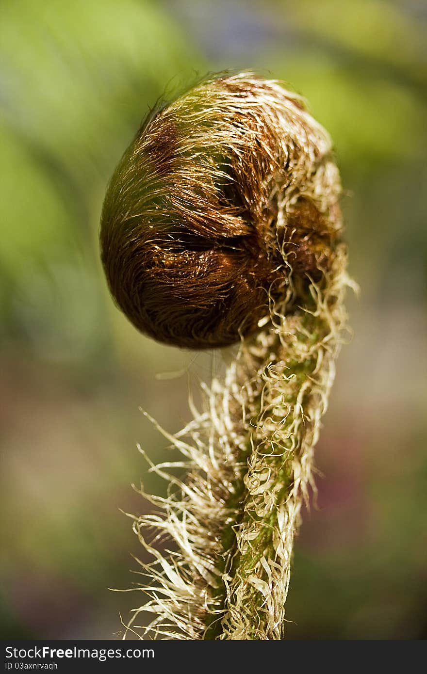 Fern Leaf