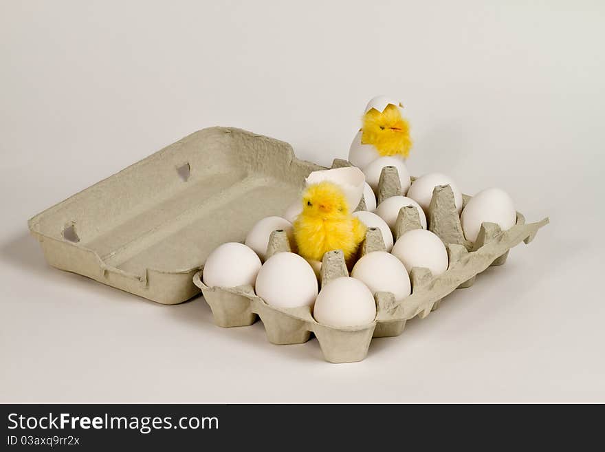 Newly hatched toy chicks in eggbox with white eggs.