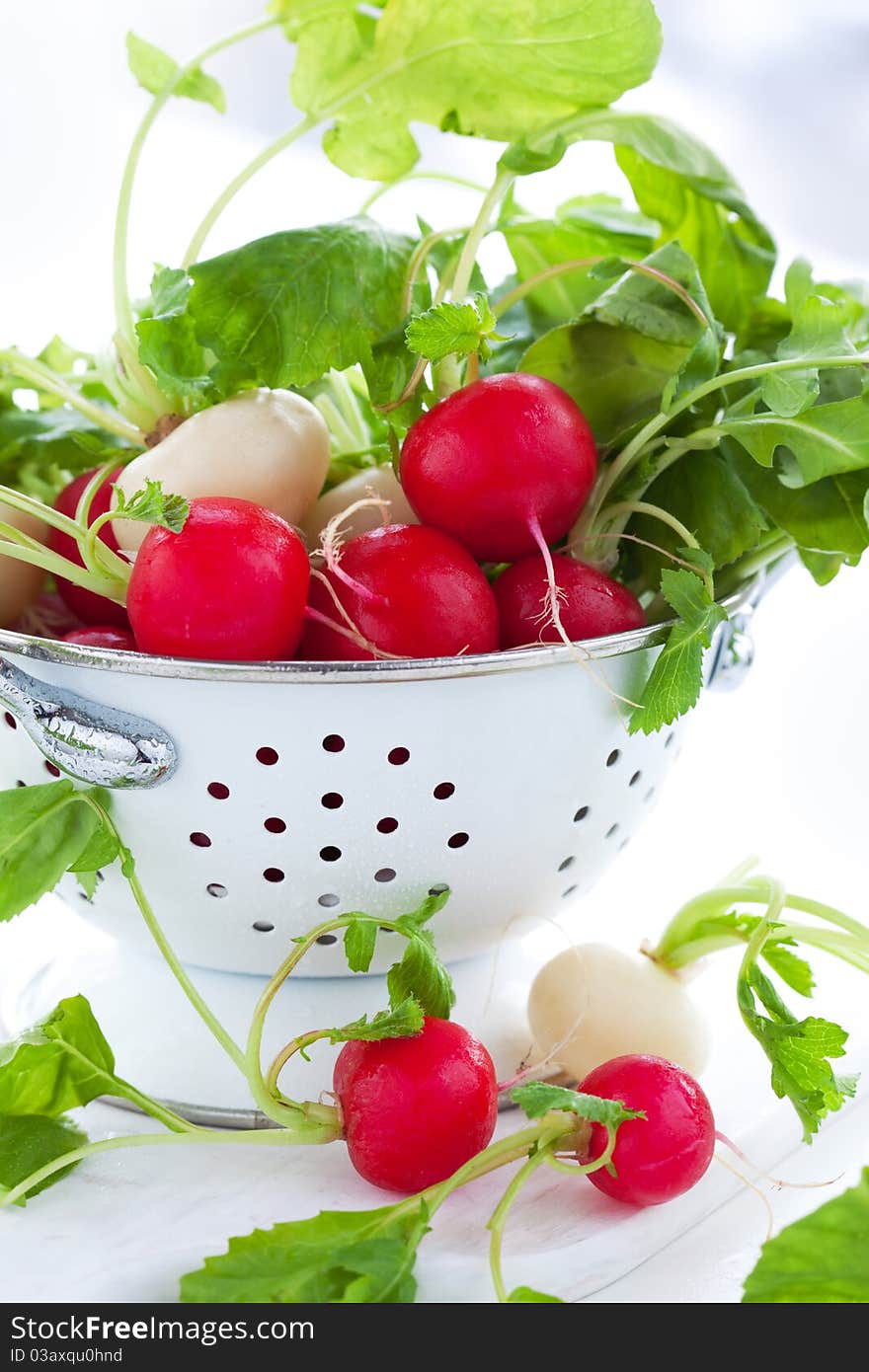 Fresh radish