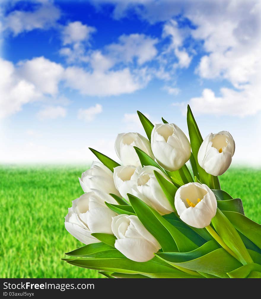 Bouquet of white tulips on meadow background