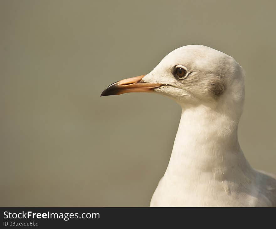 Portrait of a Black-headed Gull