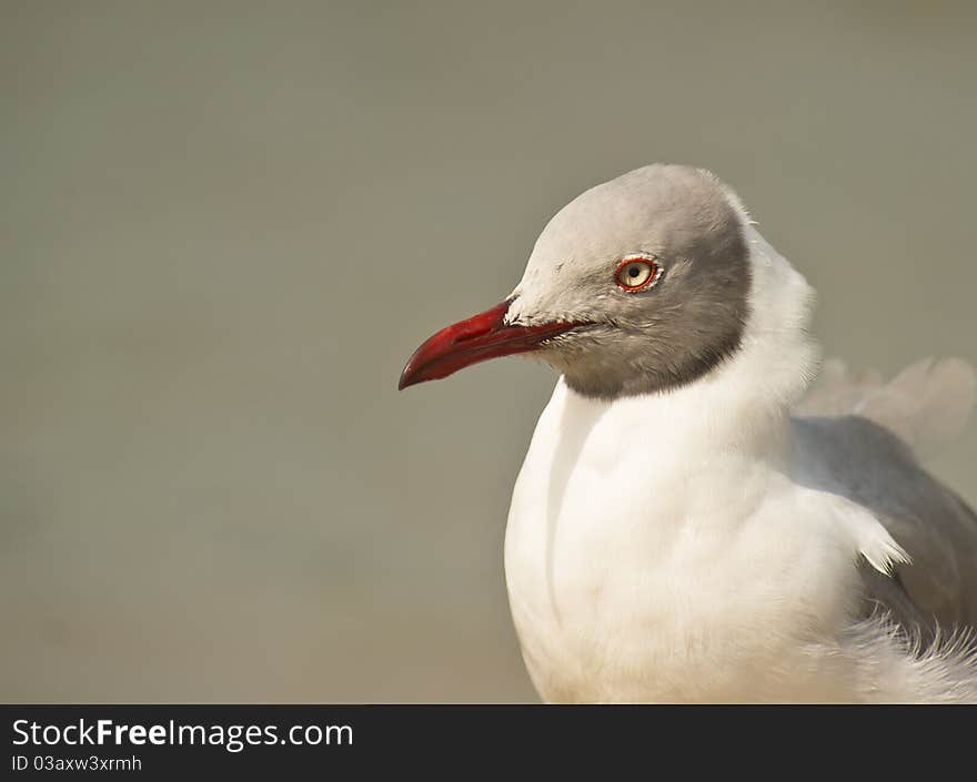 Close-up of the face with it´s peculiar eyes of the Grey-headed Gull (Chroicocephalus cirrocephalus). Close-up of the face with it´s peculiar eyes of the Grey-headed Gull (Chroicocephalus cirrocephalus).