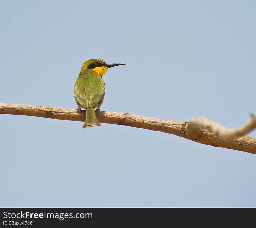 A Little Bee-eater (Merops pusillus ) perching on a twig, The Gambia.