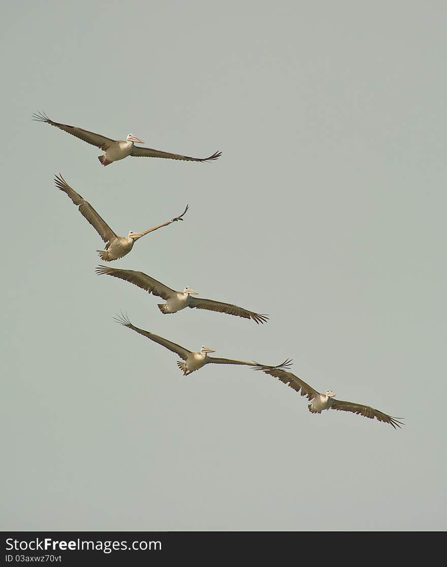 Five Pink-backed Pelicans (Pelecanus rufescens) fly in a closed group towards the open sea in coastal gambia. Five Pink-backed Pelicans (Pelecanus rufescens) fly in a closed group towards the open sea in coastal gambia.