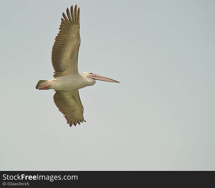 Pink.backed Pelican in flight