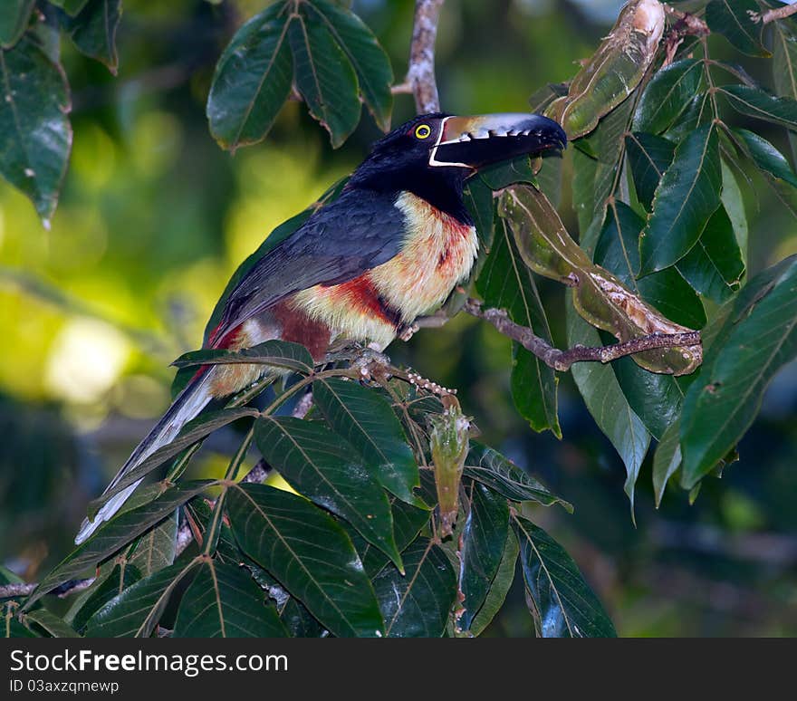 Aracari spotted near the Sittee River, Hopkins Village, Belize. Aracari spotted near the Sittee River, Hopkins Village, Belize