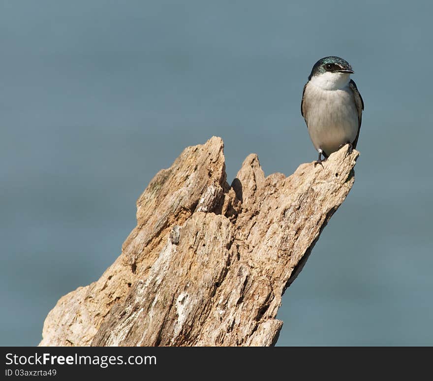 Flycatcher on Monkey River in Belize. Flycatcher on Monkey River in Belize