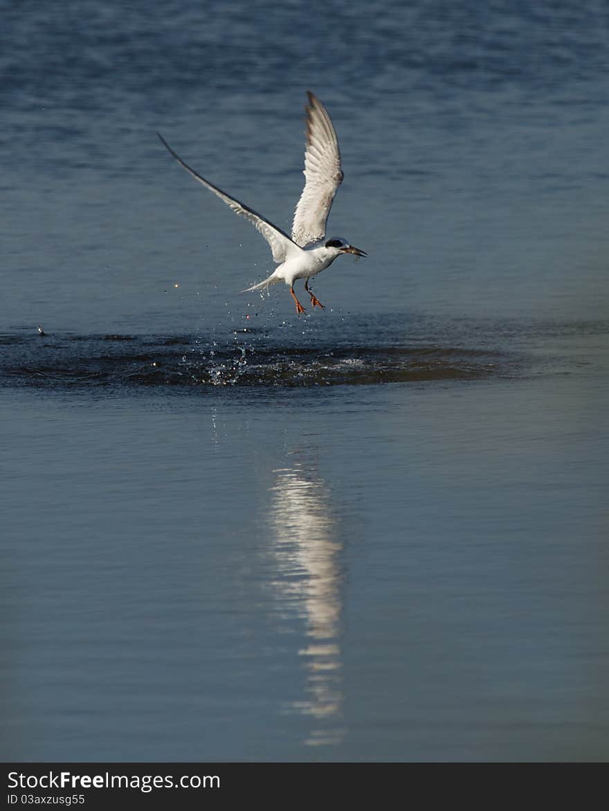 Forster S Tern In Florida