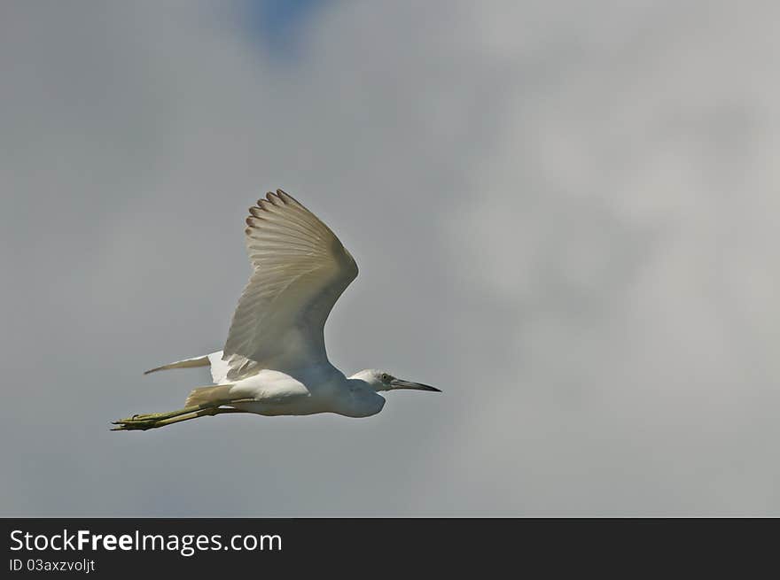 Great Egret spotted flying above the Monkey River in Belize. Great Egret spotted flying above the Monkey River in Belize