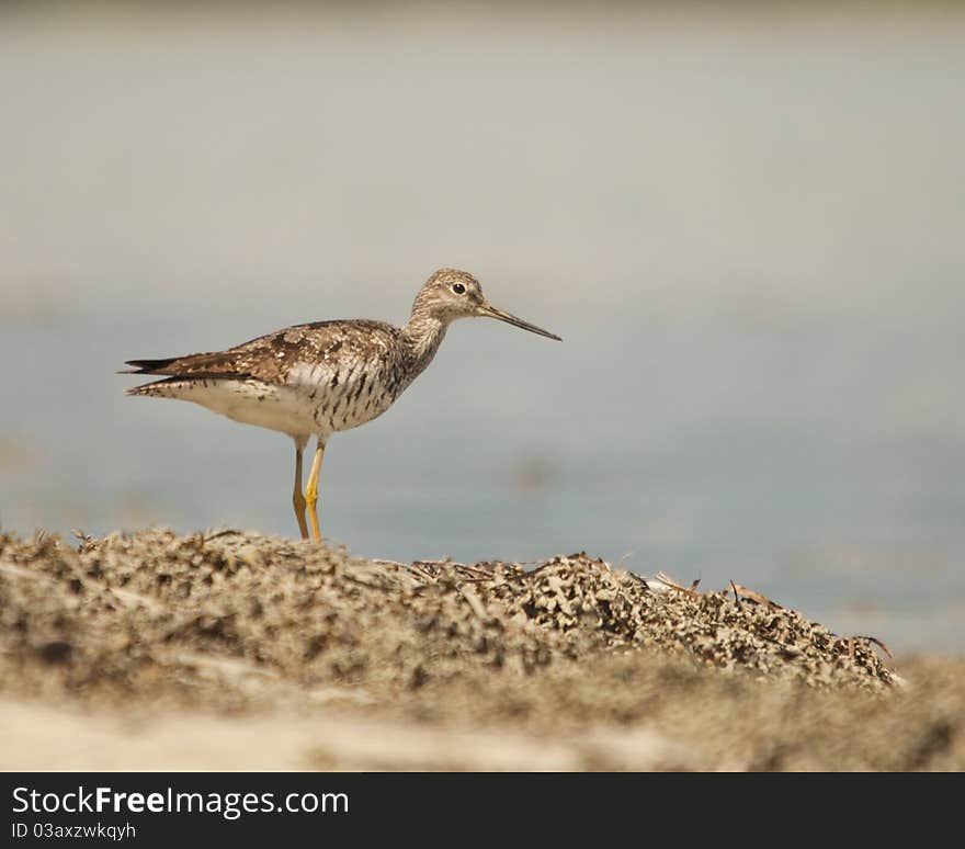 Maine Sandpiper