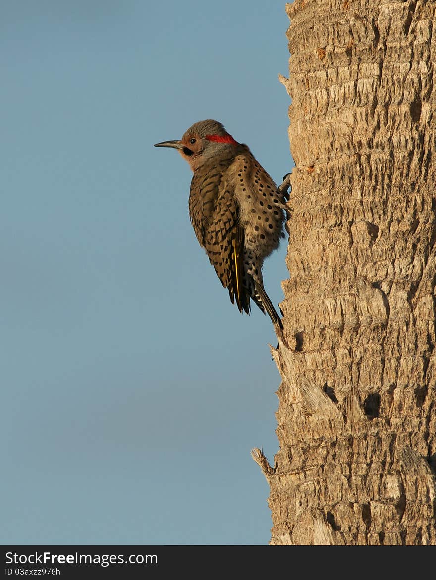 Northern Flicker seen at the Merritt Island National Wildlife Refuge