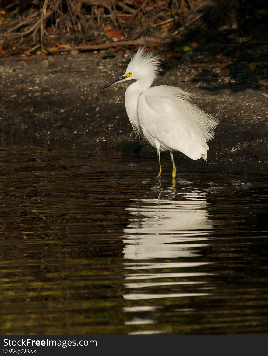 Snowy Egret