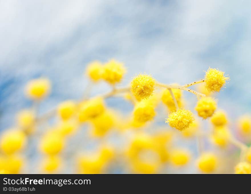 Branch of mimosa plant with round fluffy yellow flowers. Floral background. Mimosa