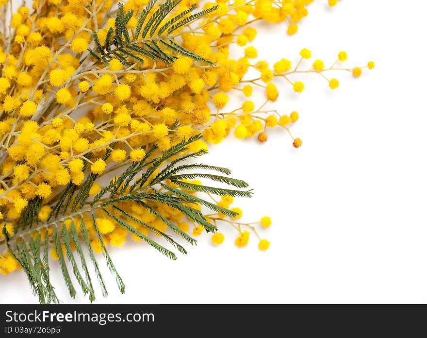 Branch of mimosa plant with round fluffy yellow flowers. Floral background. Mimosa