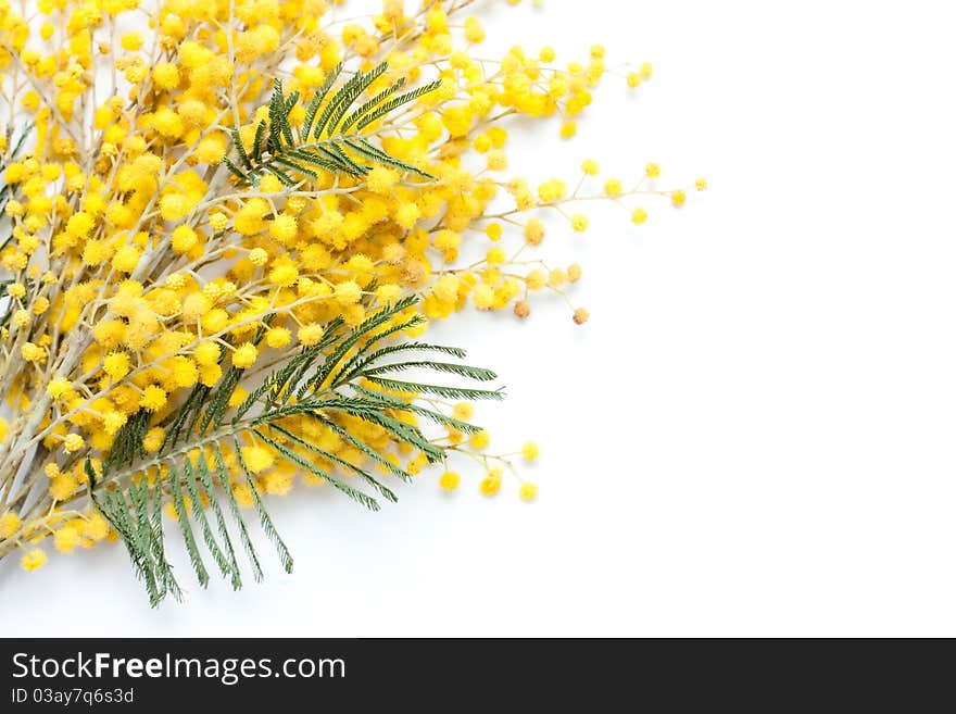 Branch of mimosa plant with round fluffy yellow flowers. Floral background. Mimosa