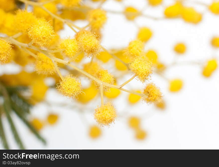 Branch of mimosa plant with round fluffy yellow flowers. Floral background. Mimosa