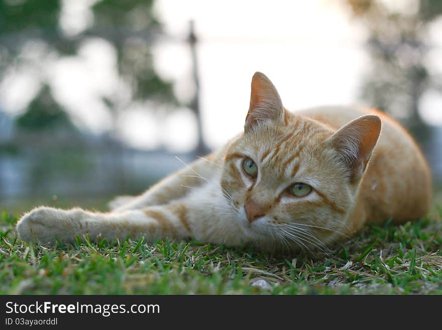 Pet as a friend to solve loneliness. Pet as a friend to solve loneliness