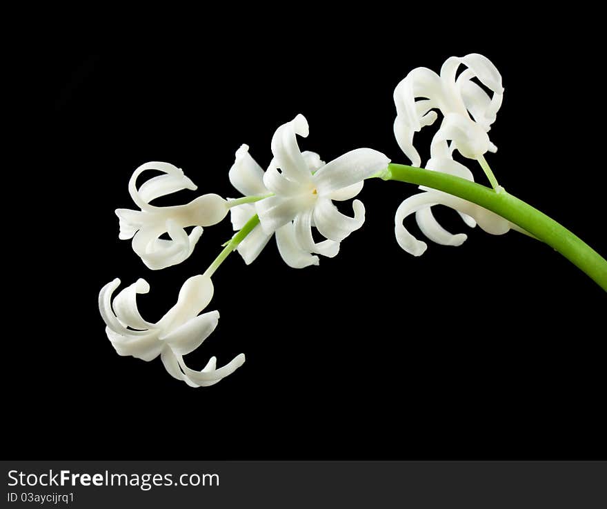 White flower on black background