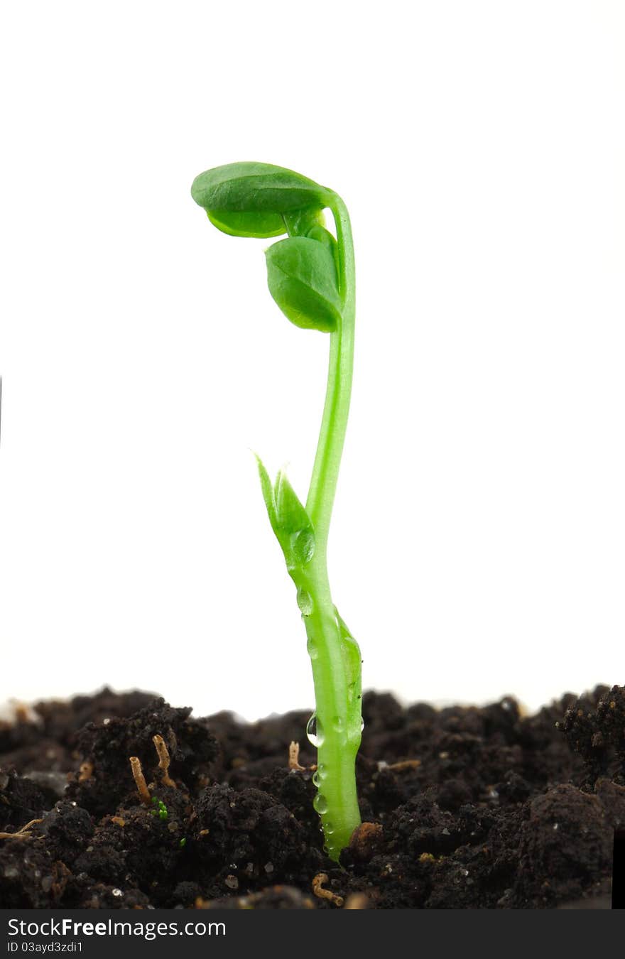 Small pea plant on white background. Small pea plant on white background