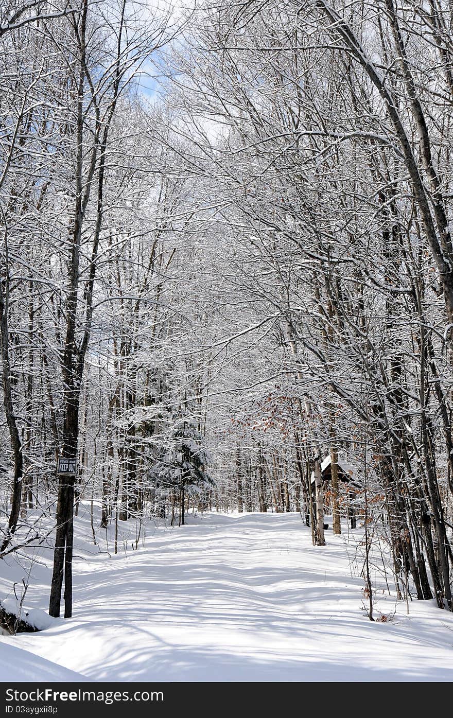 Snow Covered Trees In Winter