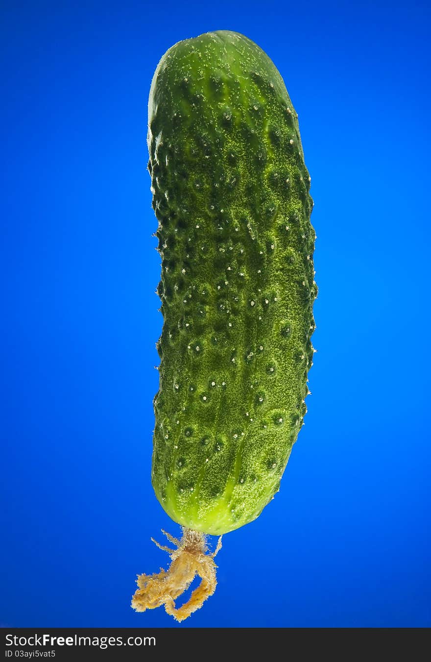 Green cucumber on blue gradient background