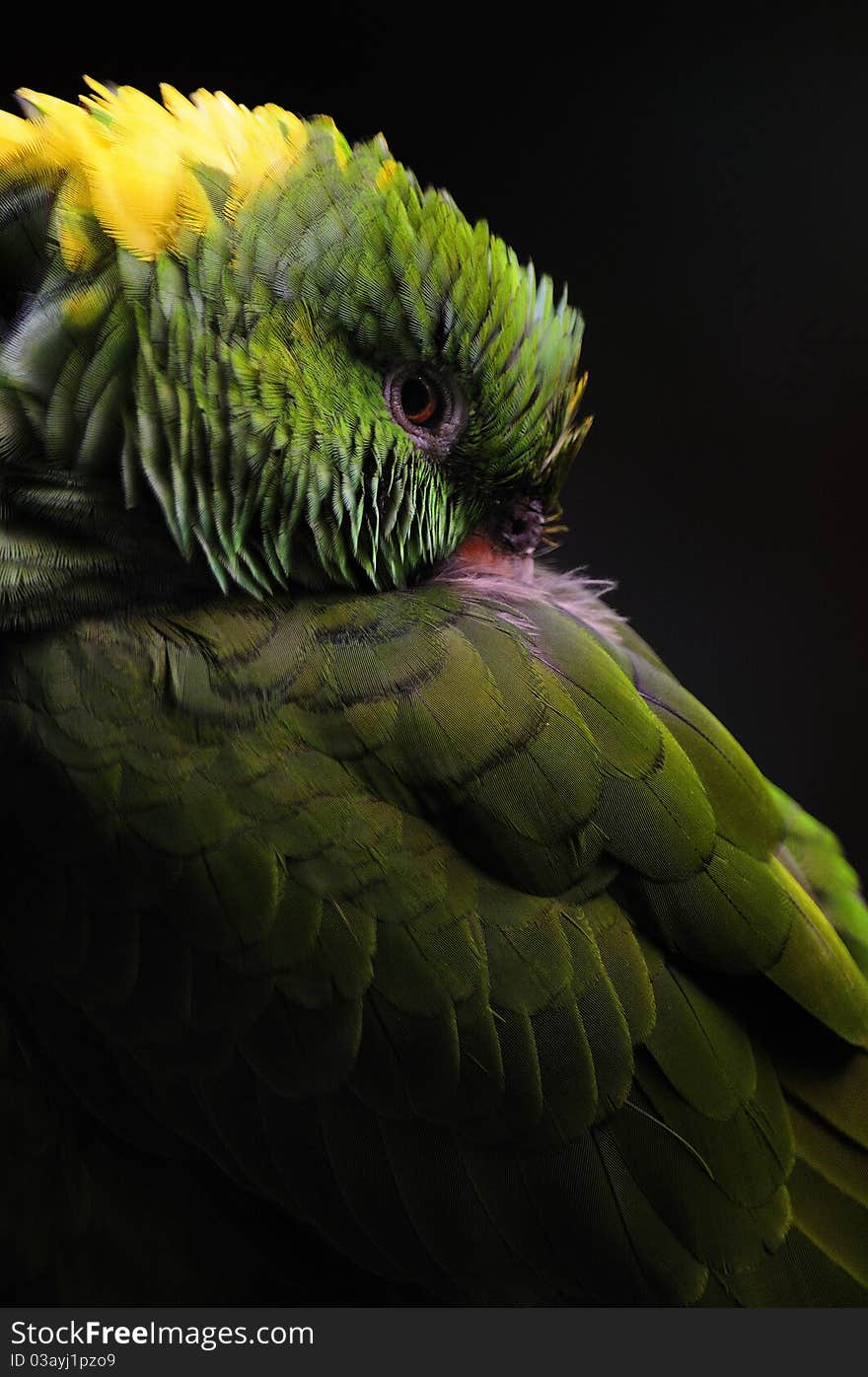 Green Parrot