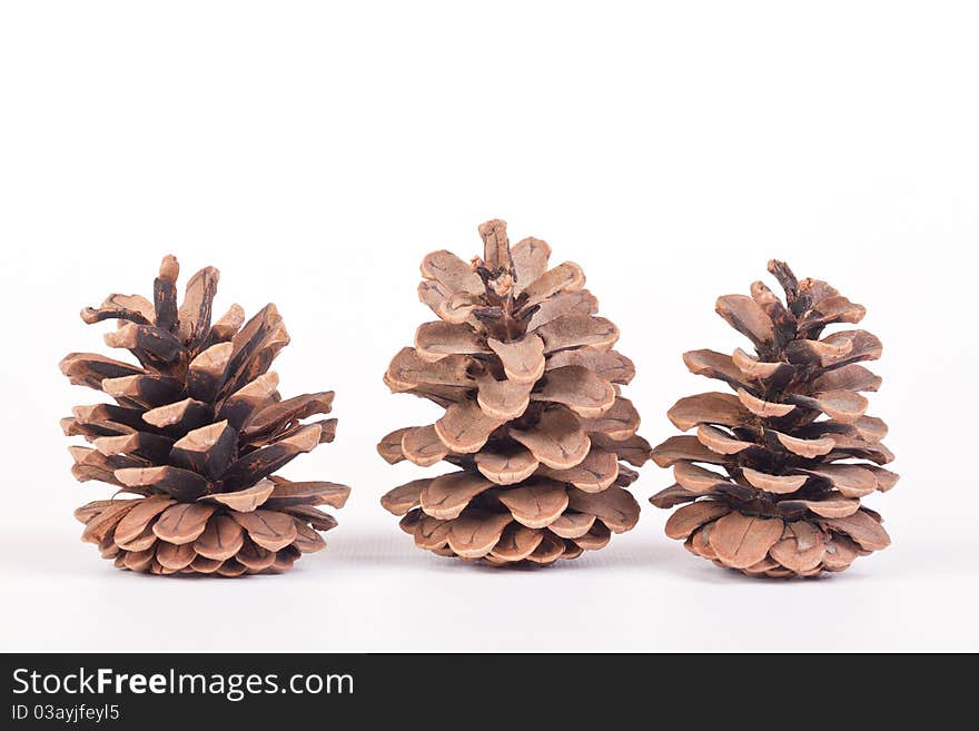 Three Pine Cones