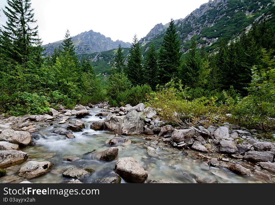 Peaceful mountain stream flows through lush forest