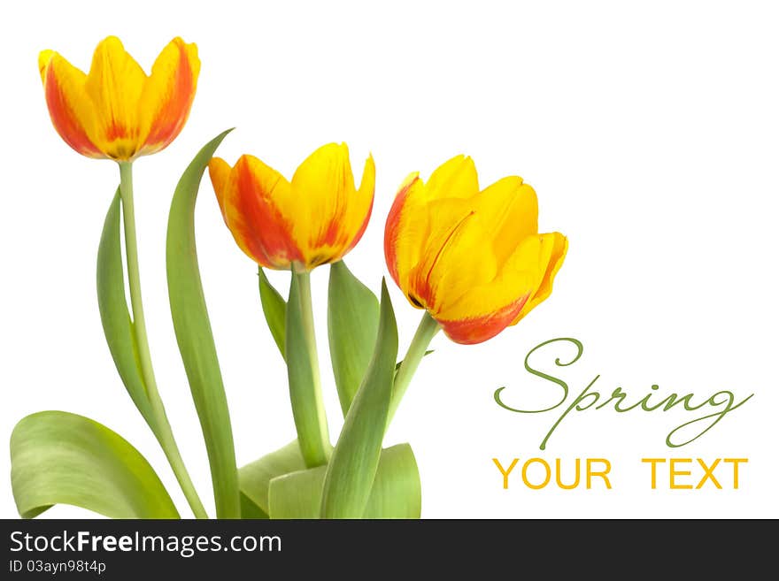 3 Yellow tulips isolated on white background