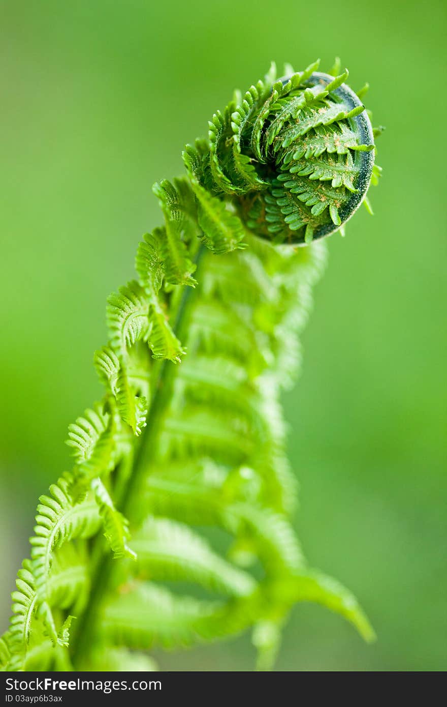 Fresh green leaves of a fern in the blurry background. Fresh green leaves of a fern in the blurry background