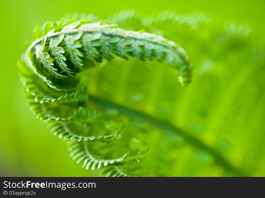 Fresh green leaves of a fern in the blurry background. Fresh green leaves of a fern in the blurry background