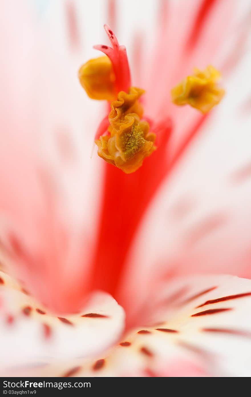 Macro beautiful flower to the background image with a blurred background