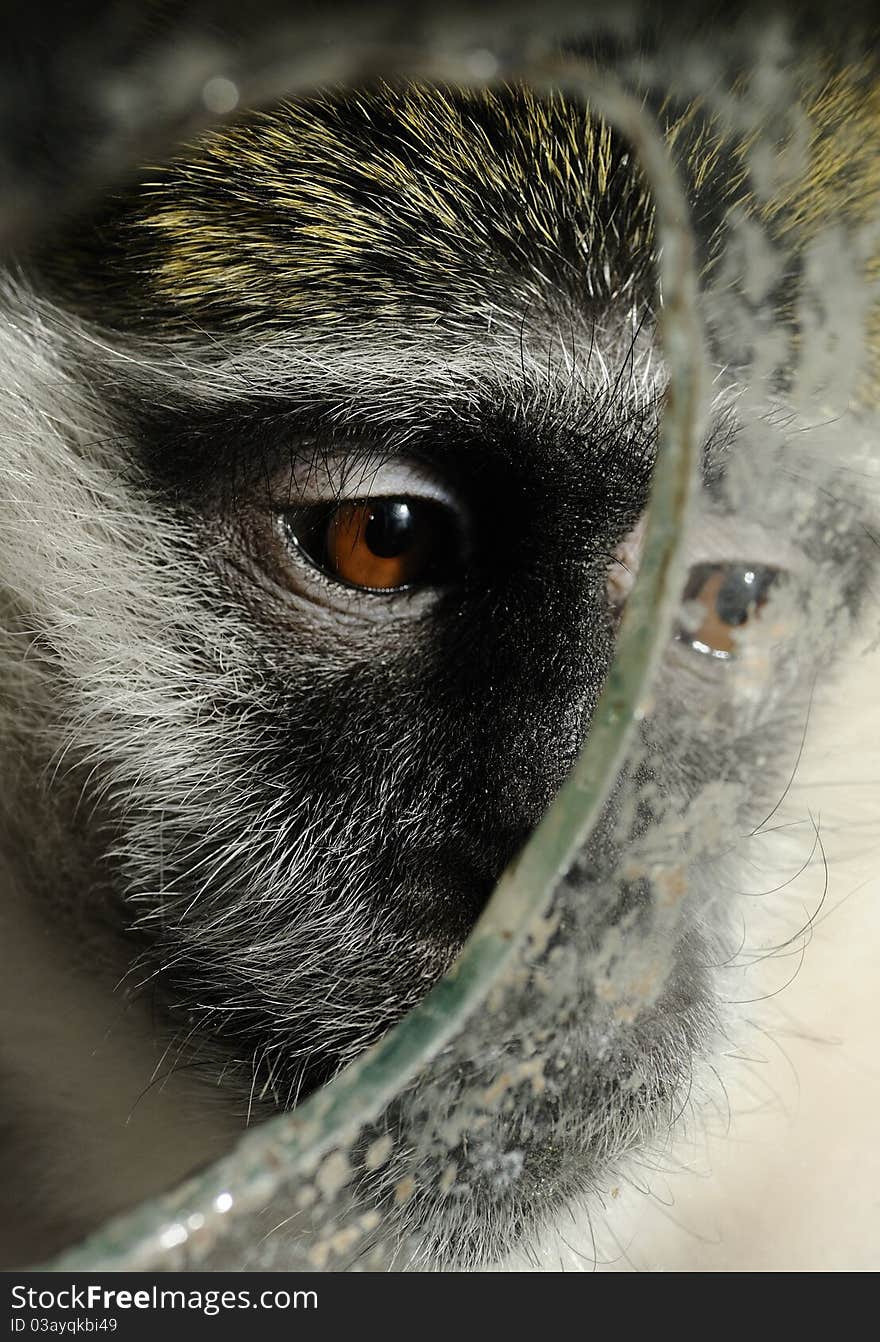 Young monkey behind the glass in pet shop