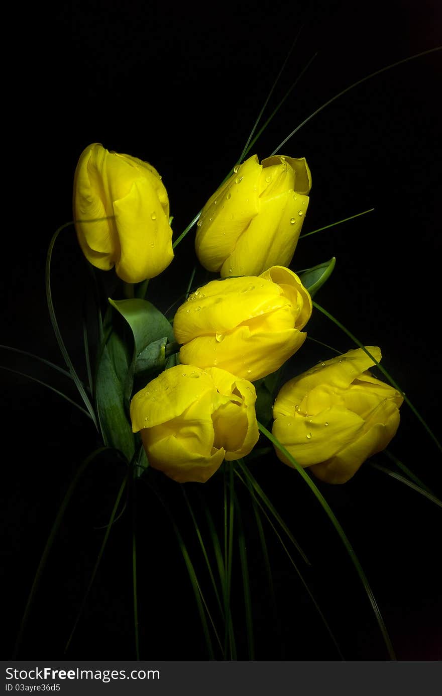 Yellow tulips