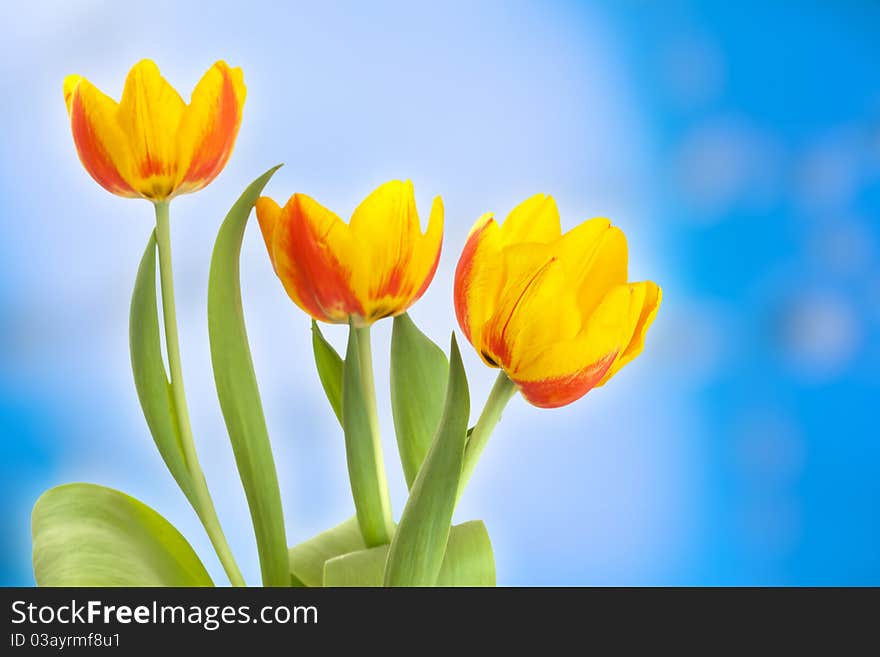 3 Yellow tulips on abstract blue background